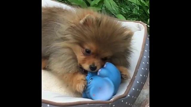 Шерлок, померанский шпиц смотреть онлайн