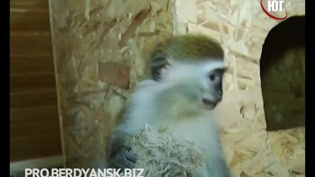 БЕРДЯНСК 2016 02 08 ГОД ОБЕЗЬЯНЫ смотреть онлайн