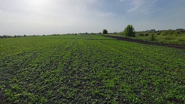 МтЗ-80. Дискатор БдФ-2.4. Дискування під посіви кукурудзи. Обнова в господарстві. смотреть онлайн