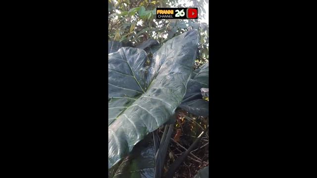 ALOCASIA GIANT TARO ODORA BLACK STAR, Pinggir hutan#shortvideo ,#franni26channel смотреть онлайн