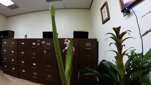Amaryllis Time Lapse смотреть онлайн