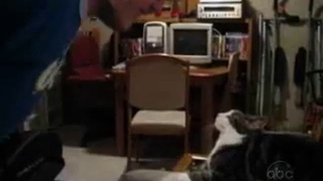 Котэ обыкновенное котэ... смотреть онлайн