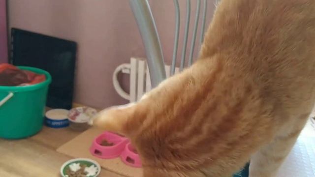 КОТ РЫЖИК ЕСТ ПЛАСТИЛИН ПЛЕЙДО PLAYDOH #playdoh #плейдо #кот #cat #котенок #котики #коты #инстакот смотреть онлайн