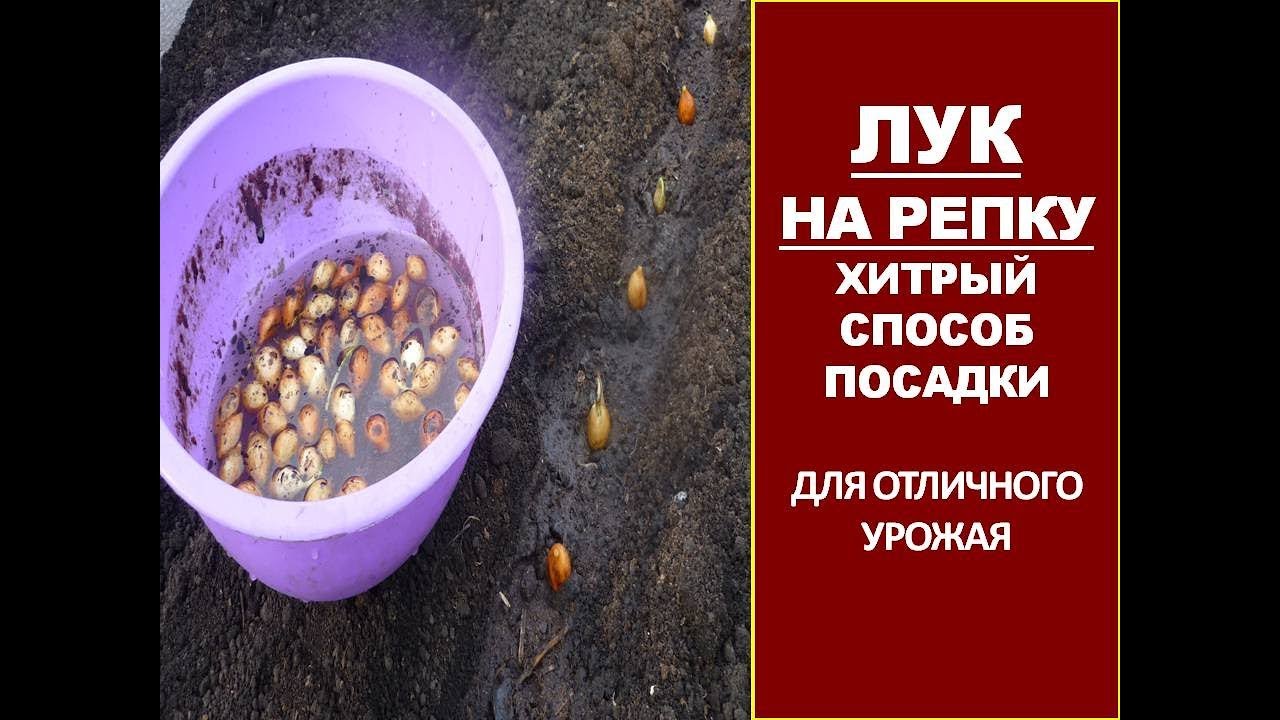 Как сажать лук севок. ХИТРЫЙ СПОСОБ ПОСАДКИ ЛУКА СЕВКА. ПОСАДКА ЛУКА НА РЕПКУ ВЕСНОЙ. смотреть онлайн