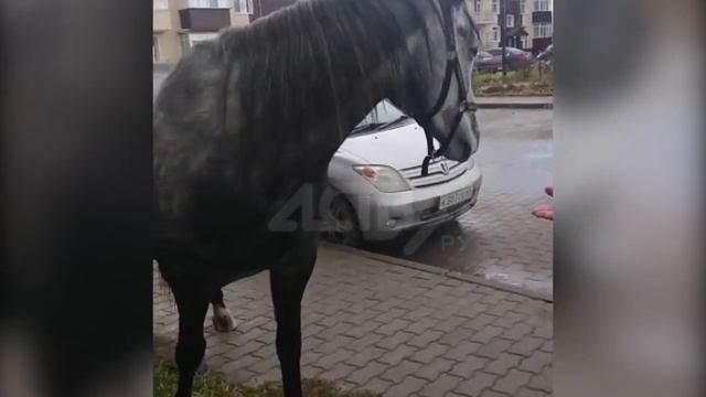 Красивая дымчато-серая лошадь с уздечкой гуляет по сахалинскому селу Новотроицкому смотреть онлайн