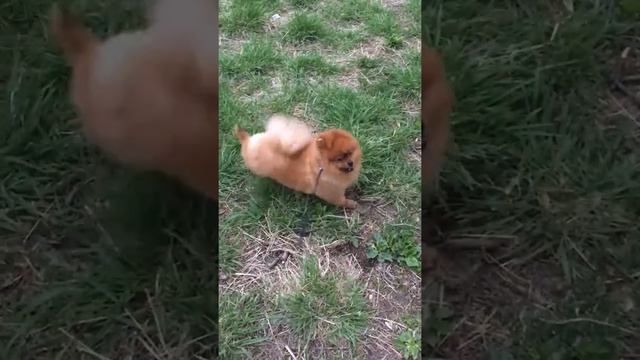 Как шпиц ходит в туалет смотреть онлайн