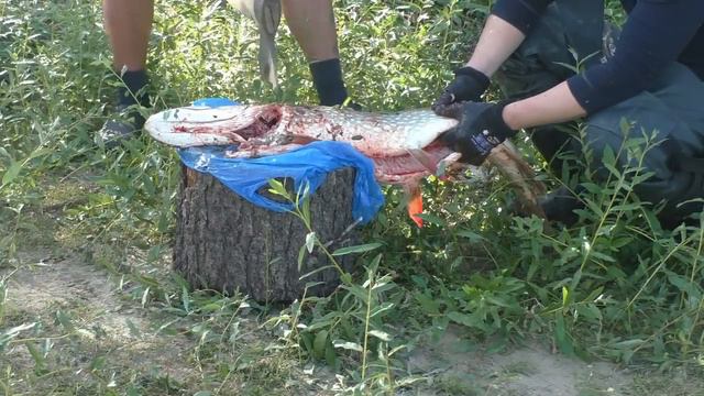 НЕДЕЛЯ НА РЕКЕ, КАК ОДИН ДЕНЬ! ВЕЧЕРНИЕ ХЛОПОТЫ У ПАЛАТКИ, РАЗДЕЛКА КРУПНОЙ ЩУКИ \ ЭТО БЫЛО СУПЕР! смотреть онлайн