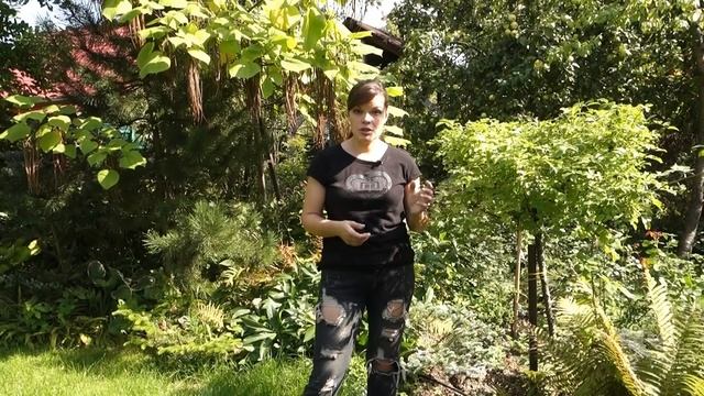 Садовый влог 03.09 / Болезни роз и их лечение/ Как определить и как бороться смотреть онлайн
