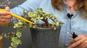 Бонсай из портулакарии в полукаскадном стиле (ч.2).