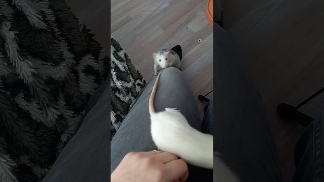 #крысы#альбинос#хитрые смотреть онлайн