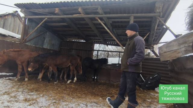 Красивые жеребята. смотреть онлайн