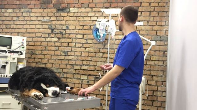 Как поставить внутривенную капельницу собаке или кошке смотреть онлайн