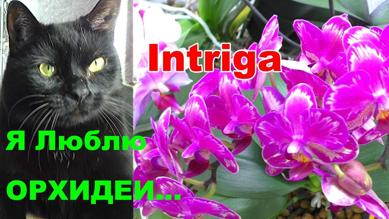 Орхидеи цветут потому, что я их Люблю!  Скажите орхидеям что Вы их Любите.  ЛЕТНЕЕ цветущие орхидей.