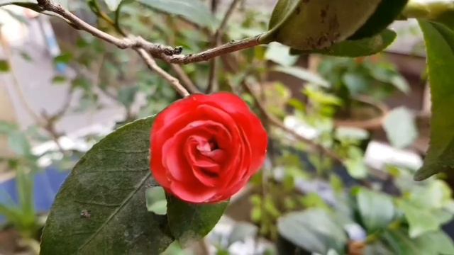 CAMELIA PLANT : SUMMER CARE, REASONS OF BUD FALL N ITS REMEDY(BENGALI AUDIO) смотреть онлайн