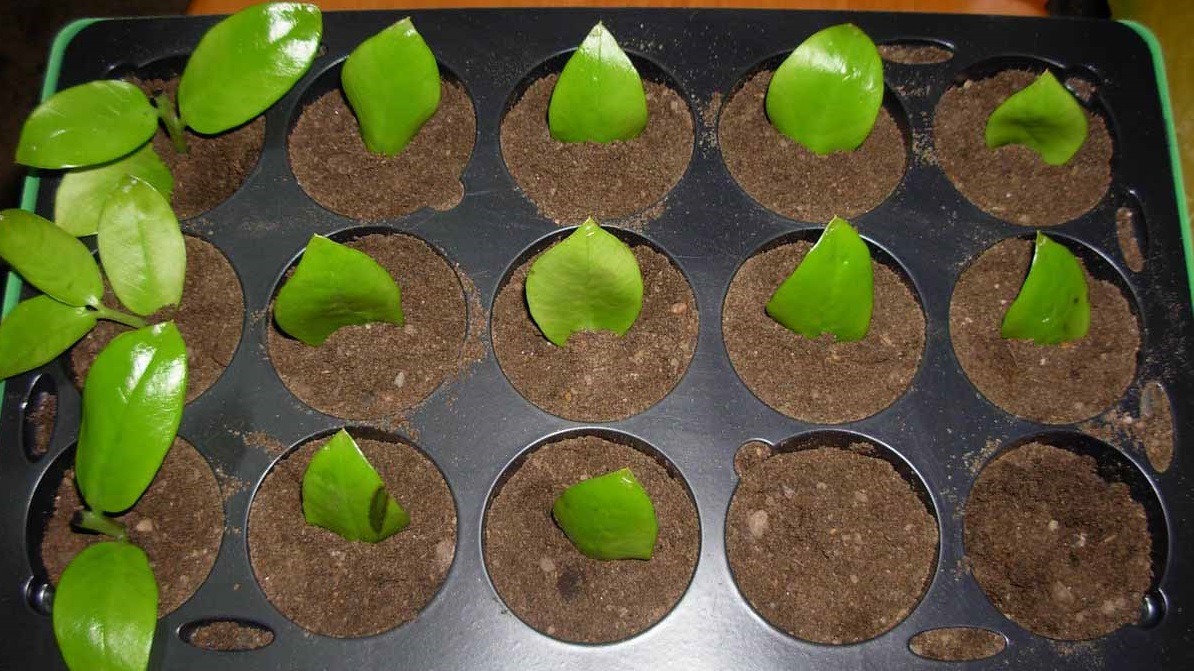 Размножение замиокулькаса листом в домашних условиях: как укоренить цветок в воде или грунте смотреть онлайн