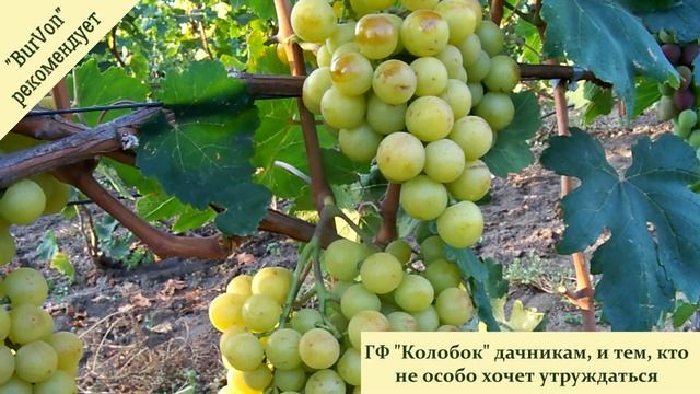 "Колобок". смотреть онлайн