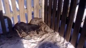 Охота с ягдтерьером