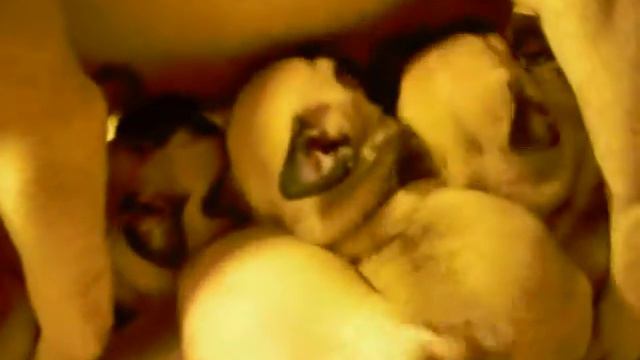 Файна кормит щенков смотреть онлайн