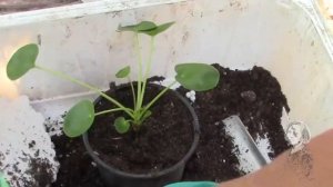 ПИЛЕЯ ПЕПЕРОМИЕВИДНАЯ  КАК РАЗМНОЖИТЬ ЧЕРЕНКОВАНИЕМ?