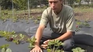 Агроволокно для клубники