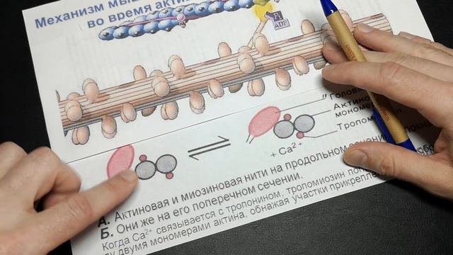 Механизм мышечного сокращения смотреть онлайн