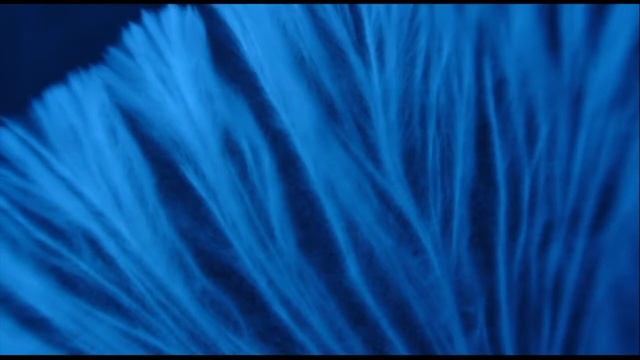 Mycelium Growth under a Microscope смотреть онлайн