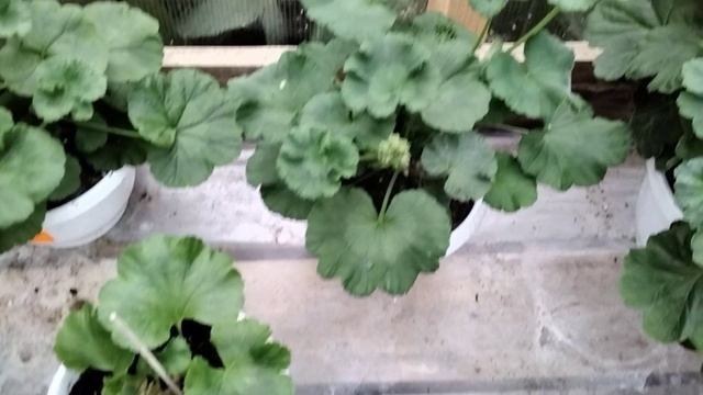 #218.Целесообразность летней обрезки пеларгонии для осеннего цветения. смотреть онлайн