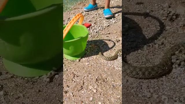 Как мы ловили шахматную змею. Опасна ли шахматная змея?