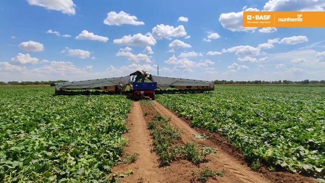 Проскор F1 - особенности гибрида корнишонного огурца селекции Nunhems, BASF смотреть онлайн