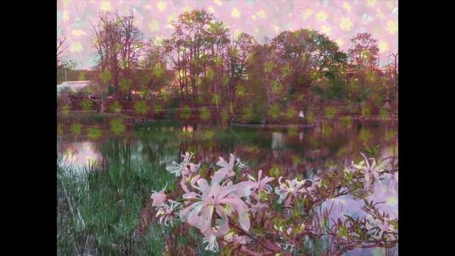 Public Gardens смотреть онлайн