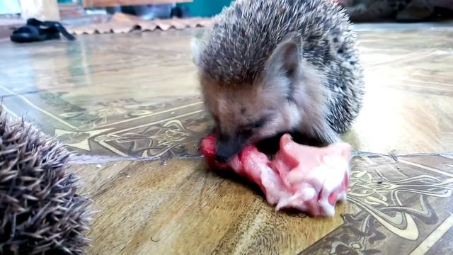 Ёж это хищник!)) смотреть онлайн