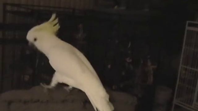 Snowball (TM) - Our Dancing Cockatoo