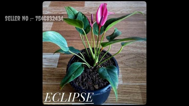 Buy Cheapest New Variety of Anthurium Plant Online || смотреть онлайн