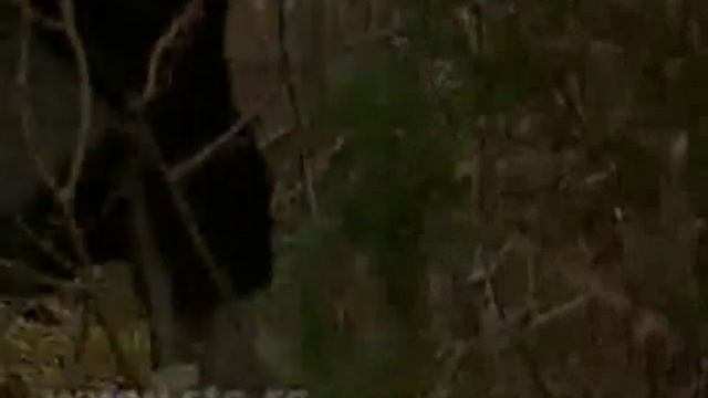 Serbian orthodox monk and a wolf( Монах и вук ) смотреть онлайн