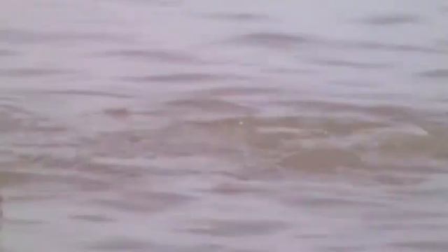 Lesser Scaup - Panasonic SDR-S26 смотреть онлайн