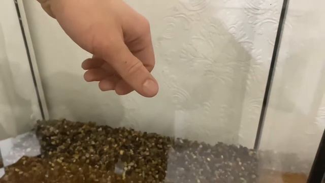 Запуск аквариума на Aquayer питательной подложке.