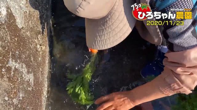 ニンジンの間引き【にんじん】【育て方】 смотреть онлайн