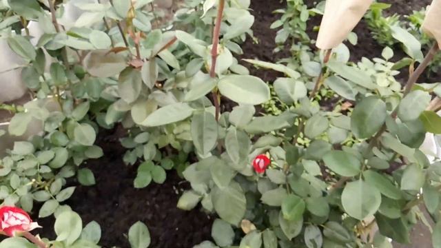 Обзор чайно-гибридных роз сорта Люксор смотреть онлайн