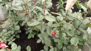 Обзор чайно-гибридных роз сорта Люксор