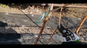 ВЕСЕННЯЯ ОБРЕЗКА РЕМОНТАНТНОЙ  МАЛИНЫ НА ДВА ПЛОДОНОШЕНИЯ (тутаймер)