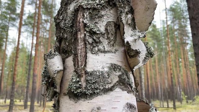 БОРОВЫЕ БЕЛЫЕ ГРИБЫ - Владимирская область смотреть онлайн