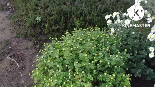 Тёплый октябрь в моём саду. смотреть онлайн