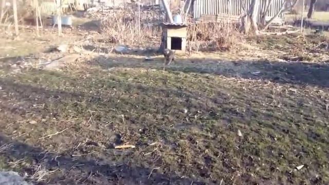 Козы, овцы, коровы, всё хозяйство на мне)) временное пополнение хозяйство)) смотреть онлайн