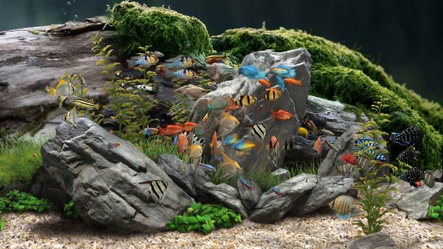 Dream Aquarium - Mixed #8 (4K) смотреть онлайн