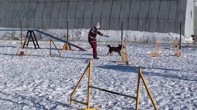 Каштан, аджилити, дебют смотреть онлайн