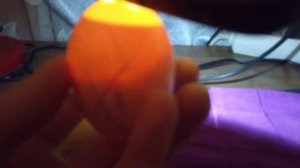 Инкубатор из коробки/10- ый день инкубации/Проверка яиц на наличие зародышей внутри/ Овоскопировани