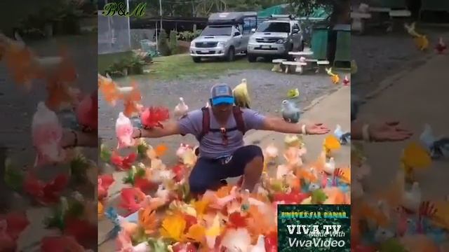 Самые Красивые Разноцветные Голуби в Мире смотреть онлайн