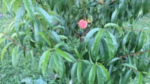 Растут ли персики в Подмосковье