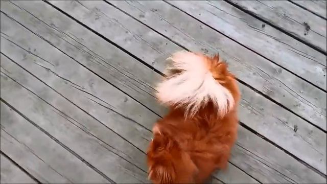 Прогулки со Шпицем. смотреть онлайн