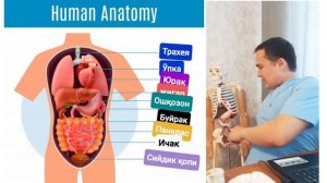 ЧАП ёки ЎНГ ҚОВУРҒА ОСТИДА ОҒРИҚ НЕГА БЎЛАДИ | ҚОРИН НЕГА ДАМ БЎЛАДИ | НИМА ДОРИ ИЧИШ КЕРАК